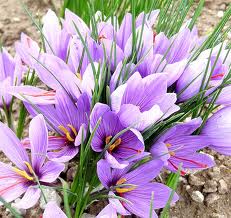 Great purple crocus bulbs the crocus Sativus