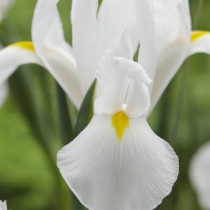 Alaska a beautiful white iris with good length