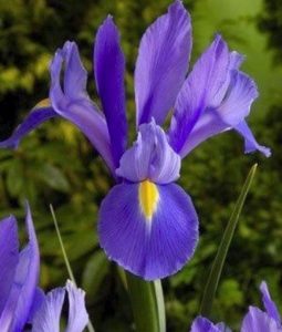 Beautiful purple and yellow iris Discovery