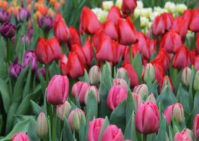 Tulip Trade Event 2017