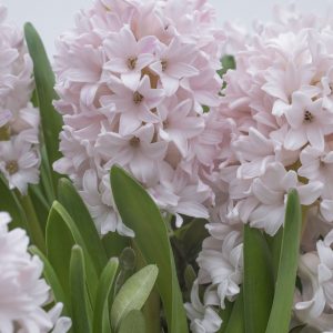 Beautiful Pink Hyacinth China Pink