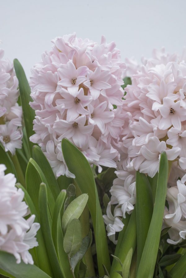 Beautiful Pink Hyacinth China Pink