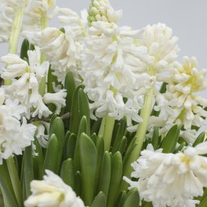 White hyacinth Louvre