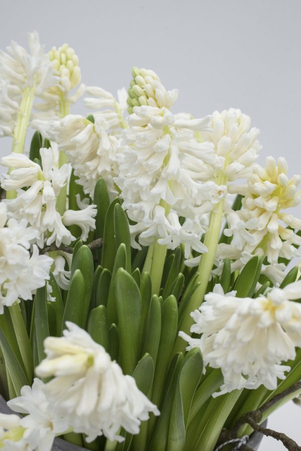 White hyacinth Louvre