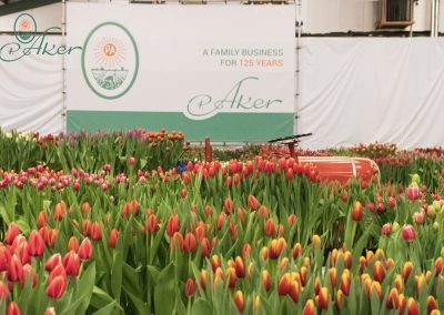 Cultivar tulipán en los focos de P. Aker