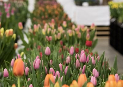 Cultivar tulipán en los focos de P. Aker