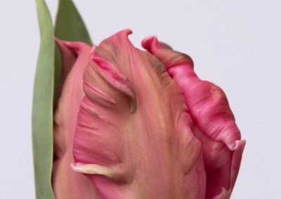 Beautiful tulip