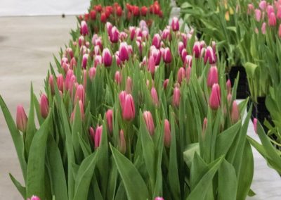 Cultivar tulipán en los focos de P. Aker