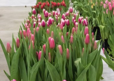 Tulip cultivar in the spotlights at P. Aker