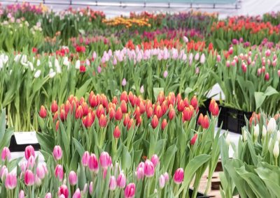 Tulip Trade Event 2019 P. Aker Zaden en Bloembollen