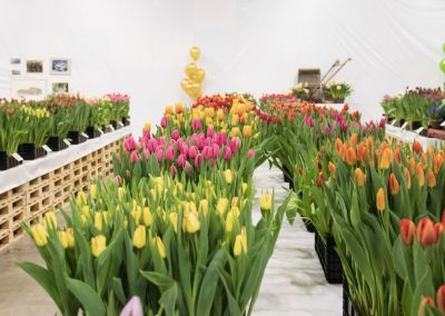 Tulip Trade Event 2019 P. Aker Zaden en Bloembollen