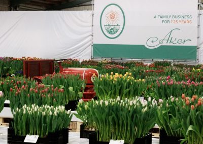 Tulip Trade Event 2019 P. Aker Zaden en Bloembollen