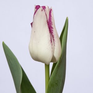 Beautiful white/pink tulip Affaire