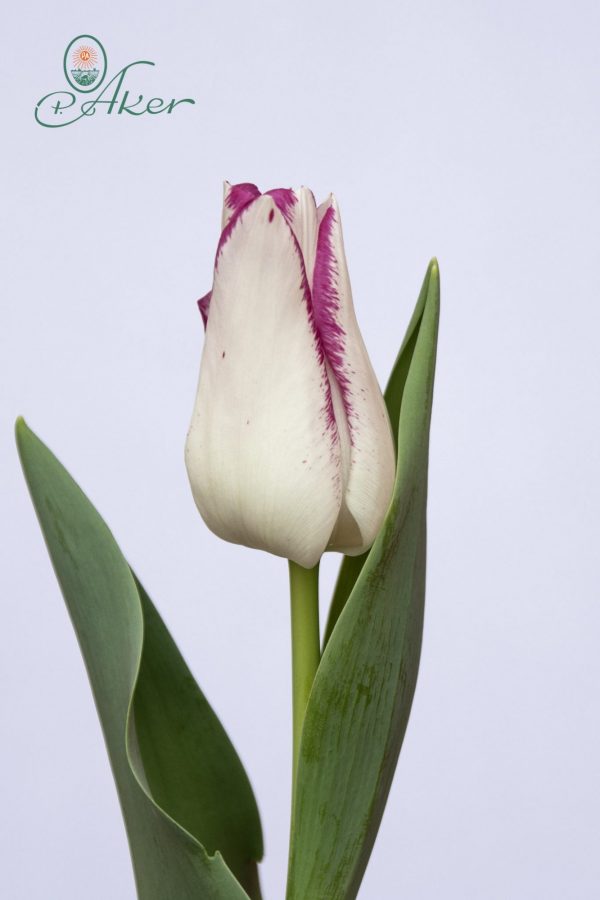 Beautiful white/pink tulip Affaire