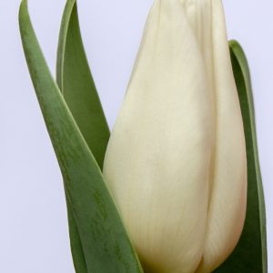 Beautiful white tulip Agrass White