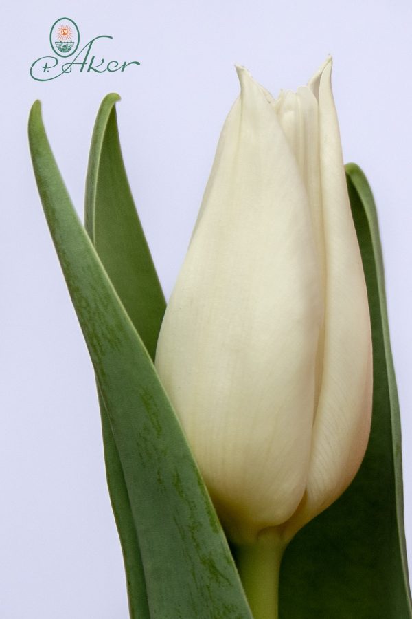 Beautiful white tulip Agrass White