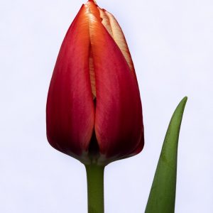 Beautiful red tulp Anna Krasavitsa