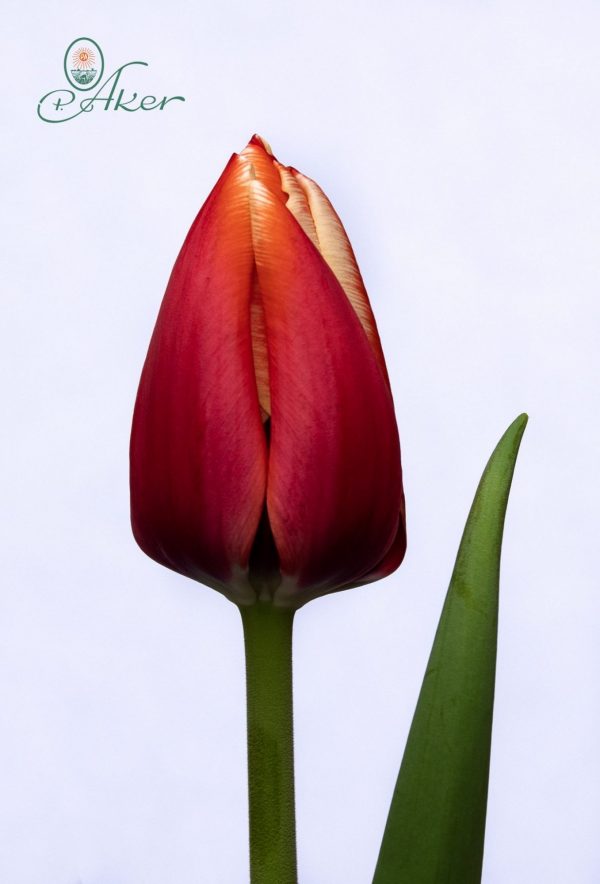 Beautiful red tulp Anna Krasavitsa