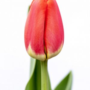 Beautiful red tulip Antarctica Love