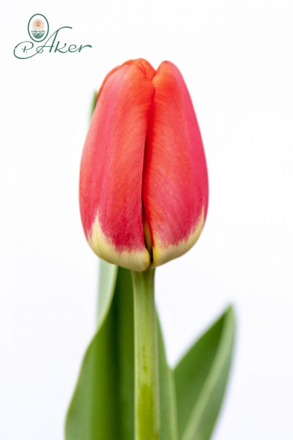 Beautiful red tulip Antarctica Love
