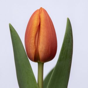 Beautiful orange tulip Asahi