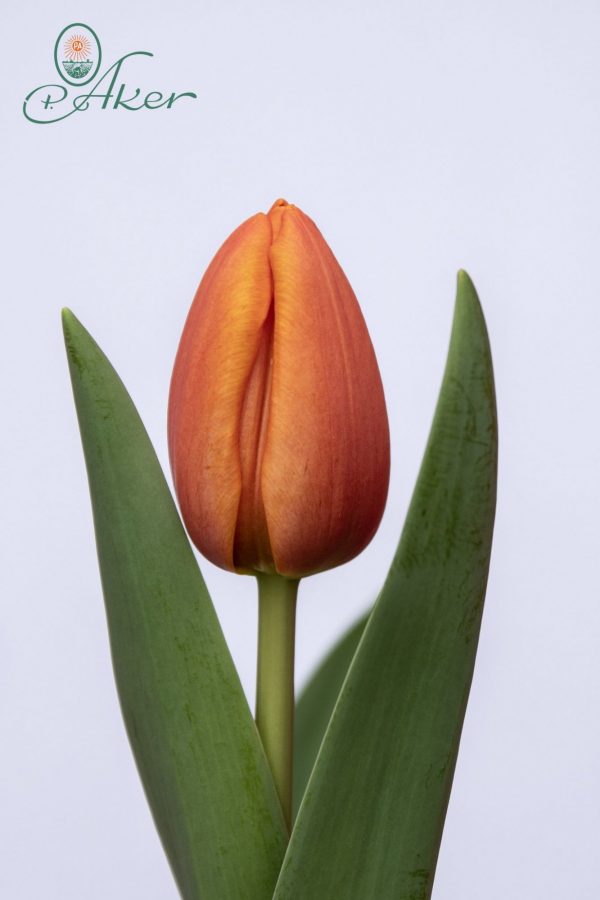 Beautiful orange tulip Asahi
