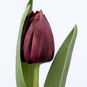 Beautiful dark purple tulip Ayaan