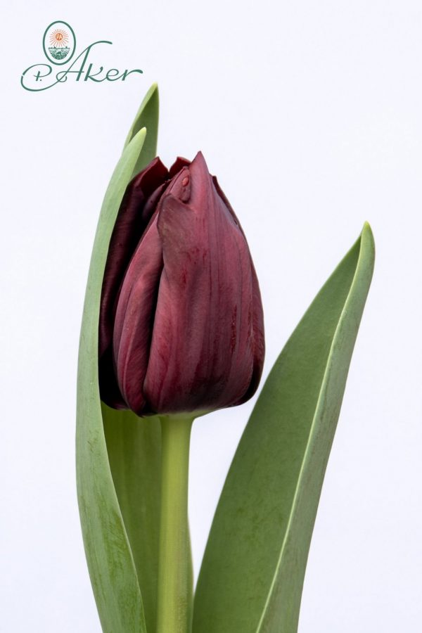 Beautiful dark purple tulip Ayaan