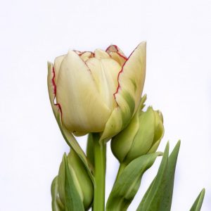 Beautiful double white/red tulp Belicia