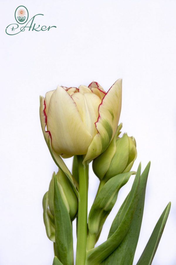 Beautiful double white/red tulp Belicia