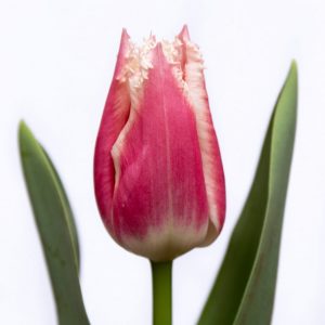 Beautiful pink/white tulip Bell Song