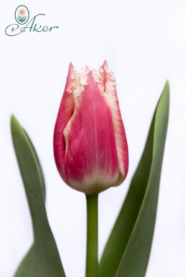 Beautiful pink/white tulip Bell Song