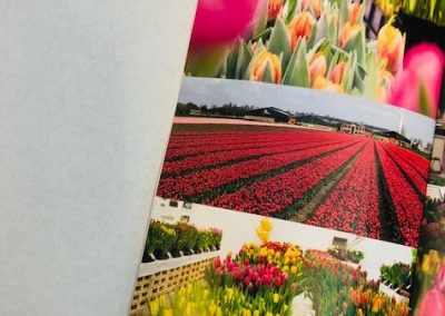Fotos de tulipán durante el anterior Tulip Trade Event