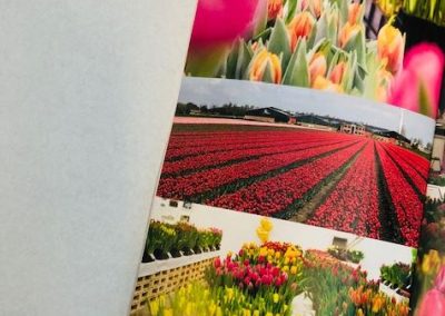 Tulip pictures during previous Tulip Trade Event