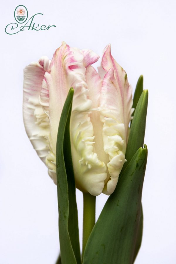 Beautiful parrot tulip Cabanna