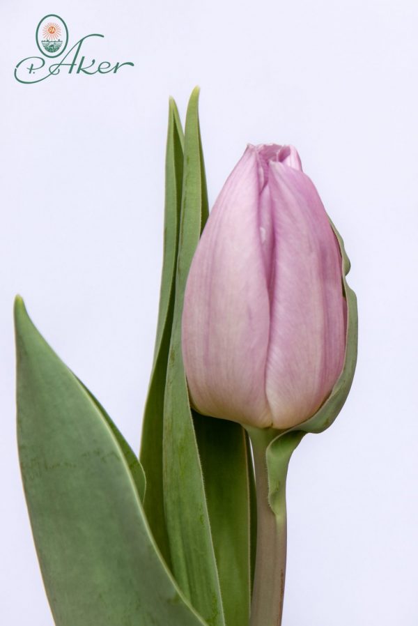 Beautiful tulip Candy Prince