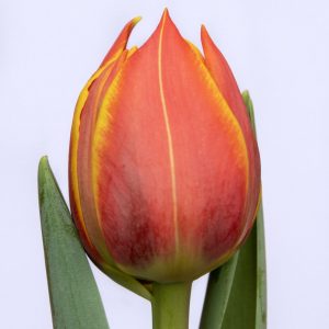 BEautiful strong red-yellow tulip