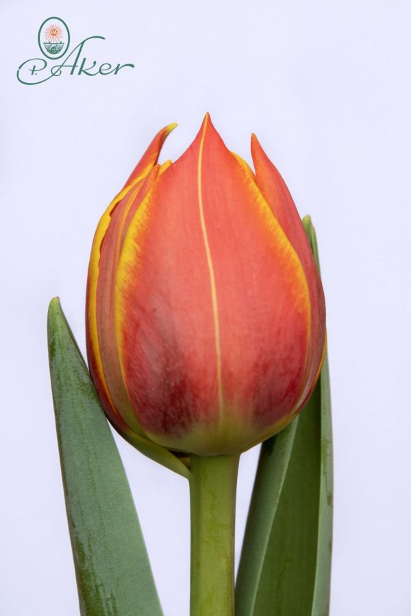 BEautiful strong red-yellow tulip