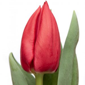 Beautiful red tulip