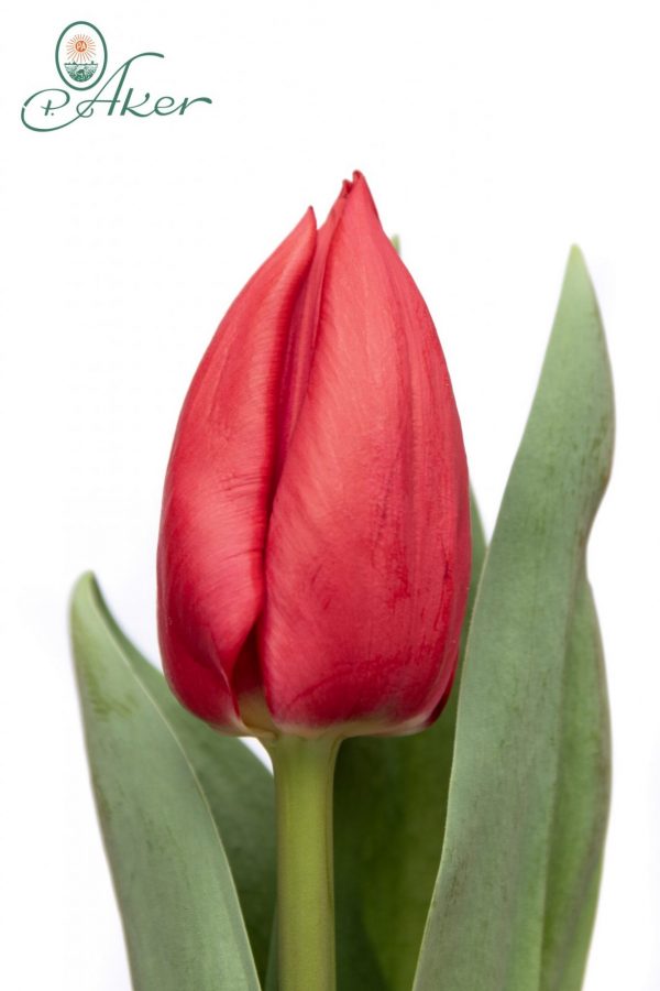 Beautiful red tulip