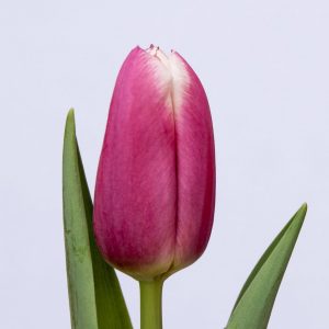 Beautiful pink tulip Danija