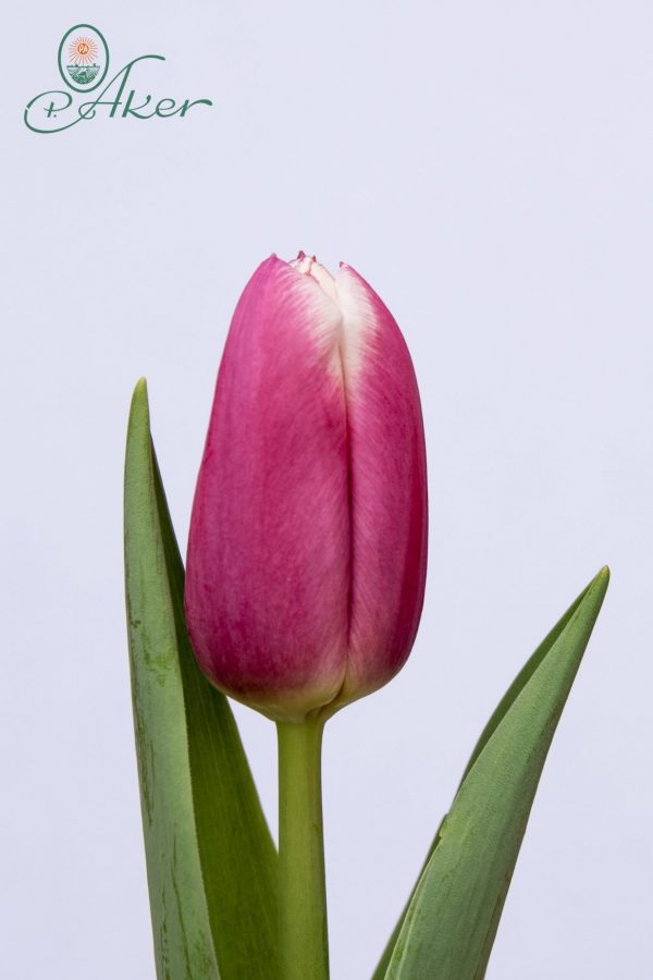 Beautiful pink tulip Danija