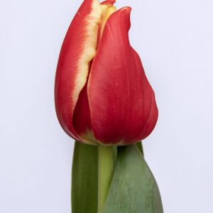 Beautiful red and yellow tulip Elegant Crown