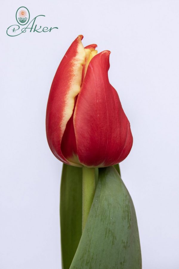 Beautiful red and yellow tulip Elegant Crown