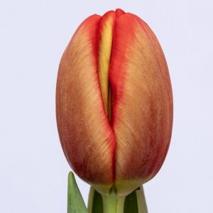 Beautiful big red/orange tulip Felicidad