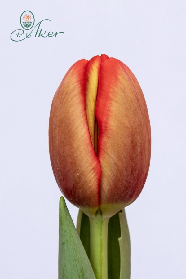 Beautiful big red/orange tulip Felicidad