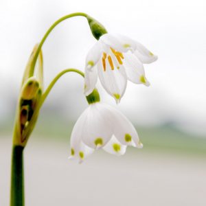 Professionals find there Leucojum Aestivum at P. Aker