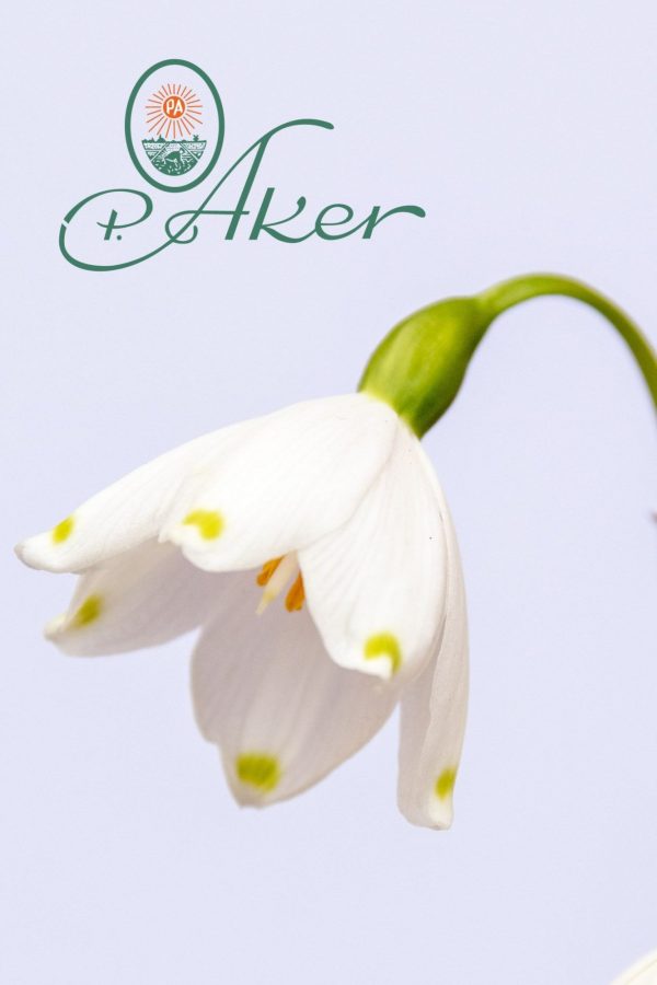 Leucojum Aestivum for professionals you find at P. Aker