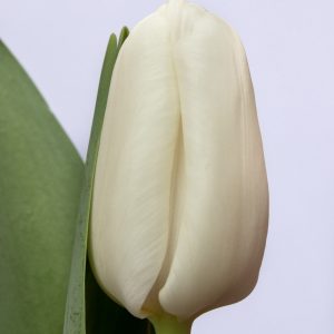 Beautiful white tulip Litouwen