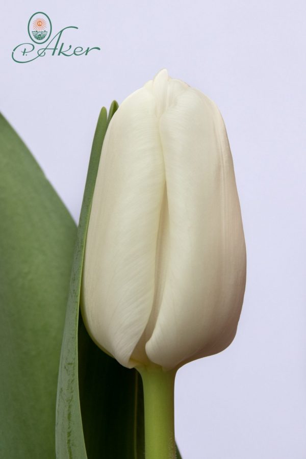 Beautiful white tulip Litouwen